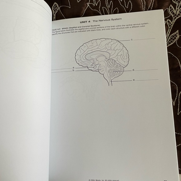 BRAND NEW MOSBYS ANATOMY COLORING BOOK. NEVER USED! - Picture 3 of 4